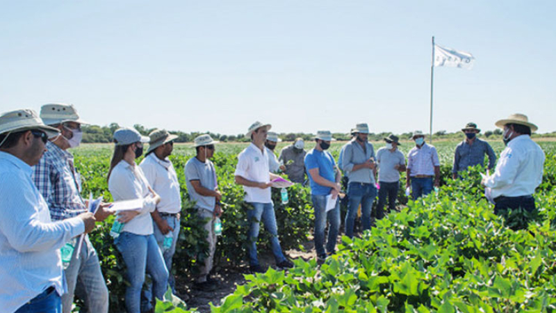 Investigación, evaluación e intercambio: pilares para potenciar el algodón