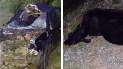 Miraflores: un automovilista embistió a tres vacas en la ruta 9