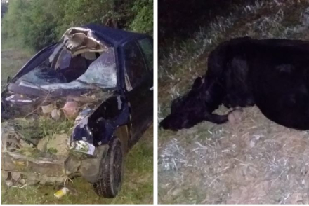 auto choque vaca 3.JPG