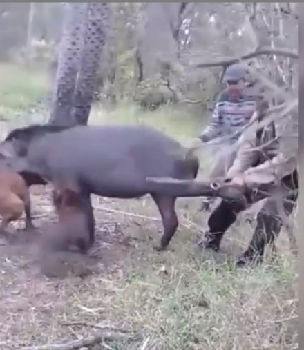tapir caza.JPG