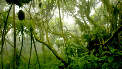 Una inteligencia artificial para detectar la deforestación ilegal