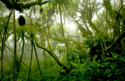 Una inteligencia artificial para detectar la deforestación ilegal