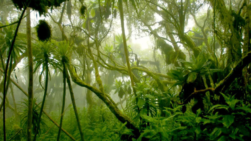 Una inteligencia artificial para detectar la deforestación ilegal
