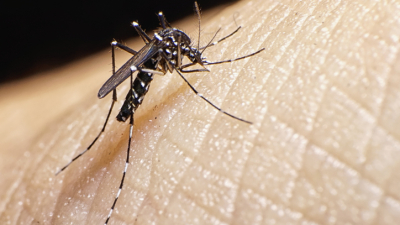 Hacen falta 15 días seguidos de frío para frenar el ciclo reproductivo de los mosquitos