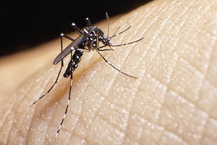 Aedes aegypti.jpg