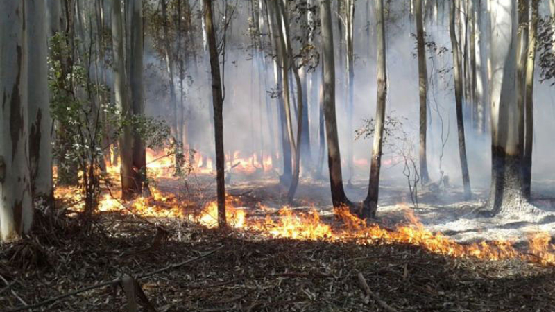 Técnicos de la DRF de Corrientes fortalecen conocimientos sobre peligro de Incendios