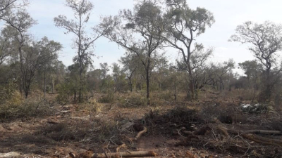 El Chaco celebra la sanción de ley forestal