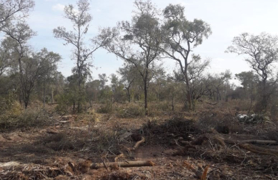 El Chaco celebra la sanción de ley forestal 