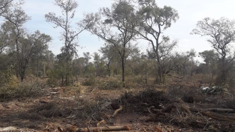 El Chaco celebra la sanción de ley forestal