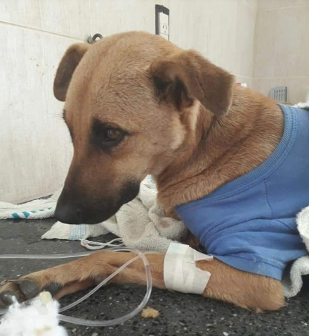perrita Tota.jpeg