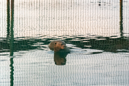 nutria6.jpg