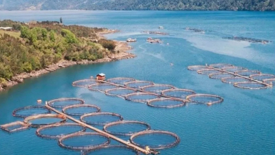 Argentina es el primer país del mundo en prohibir la cría de salmones