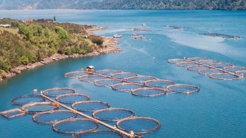 Argentina es el primer país del mundo en prohibir la cría de salmones