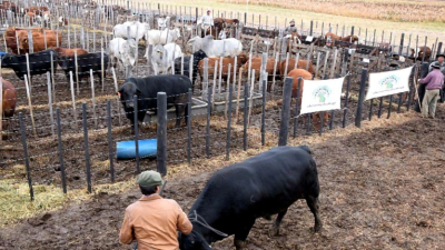 Nueve cabañas dirán presente en el remate en Las Breñas el sábado 24