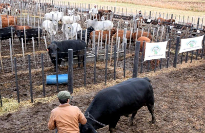 Nueve cabañas dirán presente en el remate en Las Breñas el sábado 24