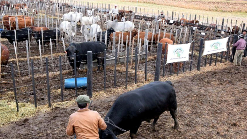 Nueve cabañas dirán presente en el remate en Las Breñas el sábado 24