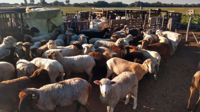 El caso de una mujer rural con múltiples funciones en el campo