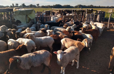 El caso de una mujer rural con múltiples funciones en el campo