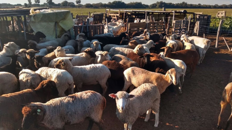 El caso de una mujer rural con múltiples funciones en el campo