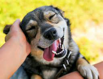 perro2.jpg