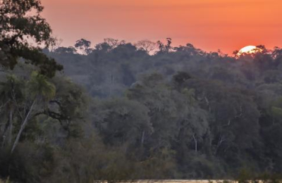 Riqueza infinita escondida en la selva mesopotámica