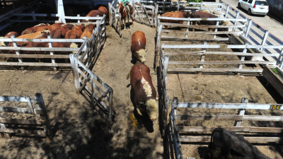 La Sociedad Rural cuestionó las intervenciones en el mercado