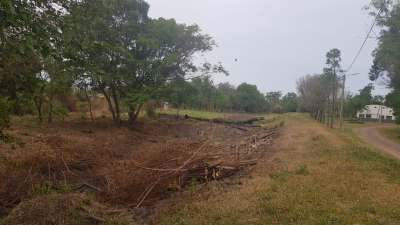 Voluntarios Ambientales detectó un cementerio de árboles quemados en el Ñu Porá