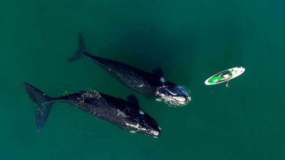 Dos ballenas curiosas en Puerto Madryn: la historia detrás de las increíbles fotos ??