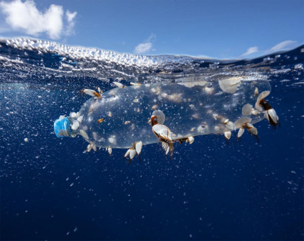 plastico.jpg