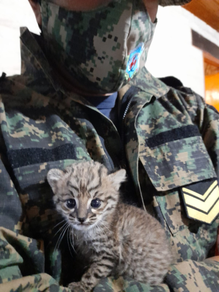 gato montes 1.jpeg