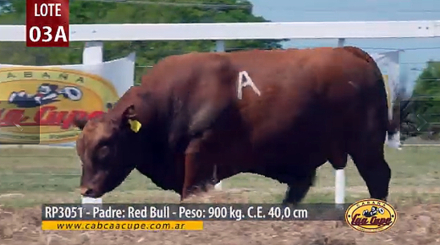 Hijo de Red Bulll.jpg