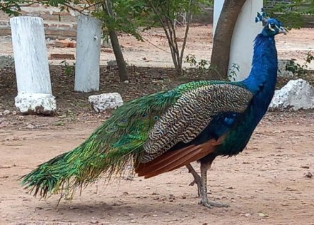 pavo.jpg