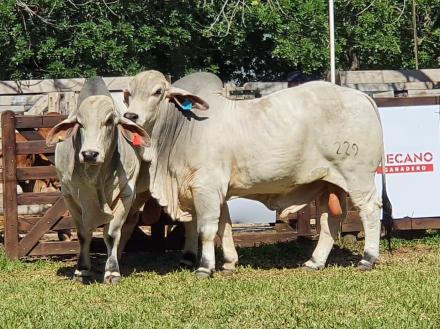 Toros vendeidos CaaCupe.jpg