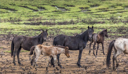 caballos-australia.jpg