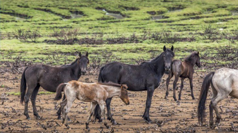 Australia: sacrificarán más de diez mil caballos salvajes