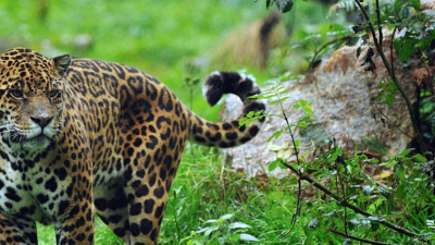 Los yaguaretés en riesgo: una constante lucha de supervivencia en los Bosque Atlántico del Alto Paraná 