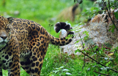 Los yaguaretés en riesgo: una constante lucha de supervivencia en los Bosque Atlántico del Alto Paraná
