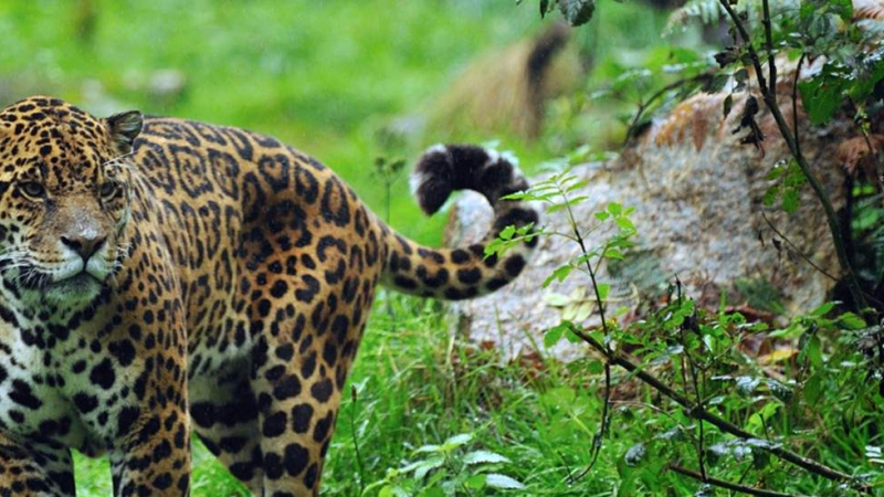 Los yaguaretés en riesgo: una constante lucha de supervivencia en los Bosque Atlántico del Alto Paraná