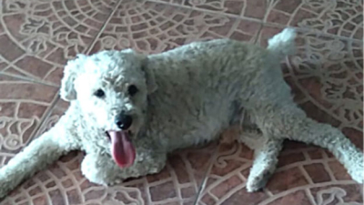 Resistencia: buscan a dueño de un perrito