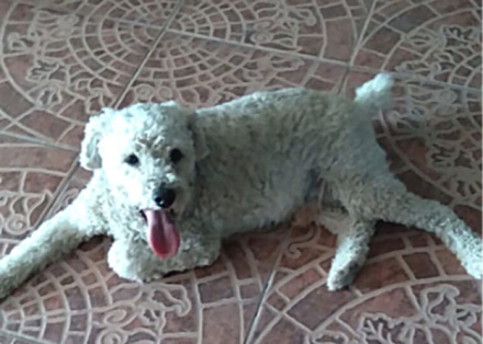 caniche.jpg