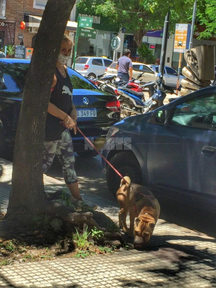 perro 2.jpeg