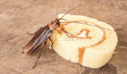 comida.jpg
