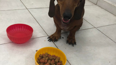 Resistencia: buscan desesperadamente a los dueños de un perro