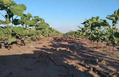 Chaco superó las 200.000 hectáreas de algodón sembradas