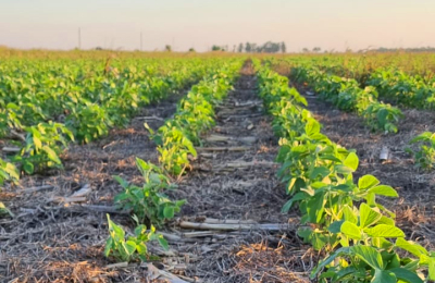 La nueva agricultura pasa por el cuidado del suelo