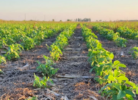 plantacion.jpg