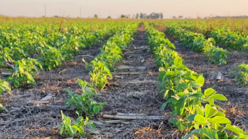 La nueva agricultura pasa por el cuidado del suelo