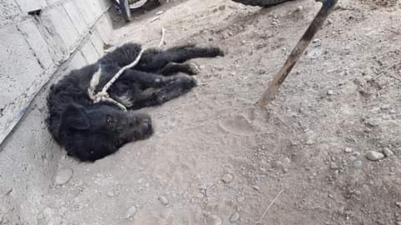 Huellas Caninas pide colaboración para otro perrito rescatado de maltrato