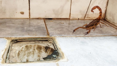 "Tanto arañas como alacranes pican al ser apretados, solo se defienden"