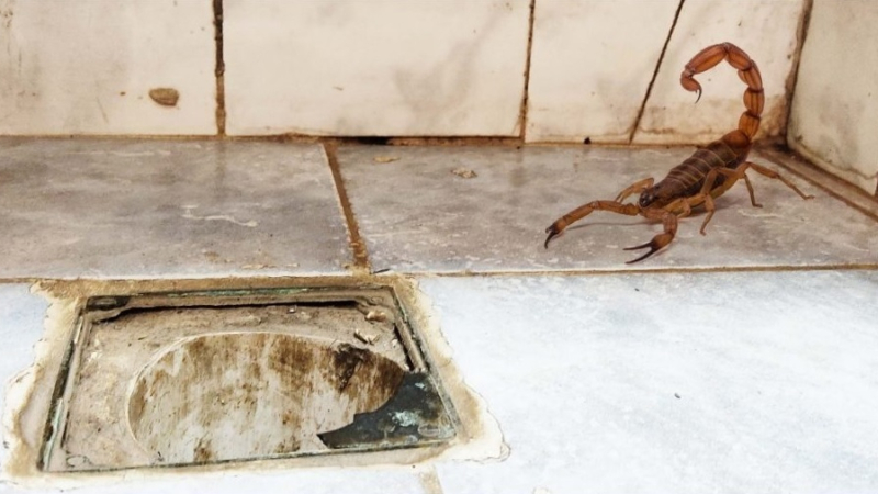 "Tanto arañas como alacranes pican al ser apretados, solo se defienden"